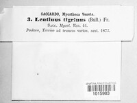 Lentinus tigrinus image